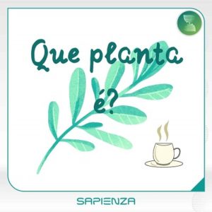 Aula Que Planta é? Ervas-cidreiras
